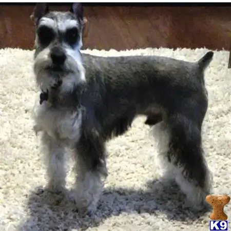 Miniature Schnauzer stud dog