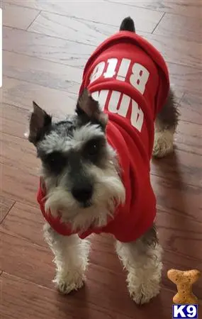 Miniature Schnauzer stud dog