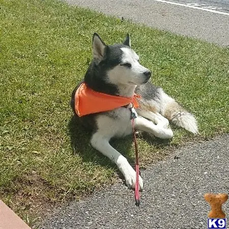 Siberian Husky stud dog