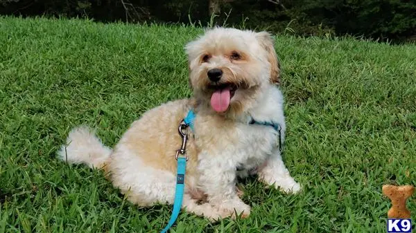 Havanese stud dog