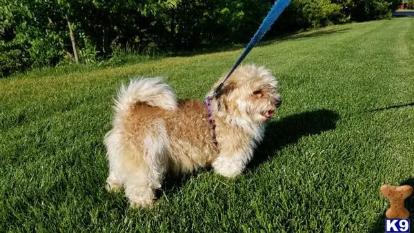 Havanese stud dog