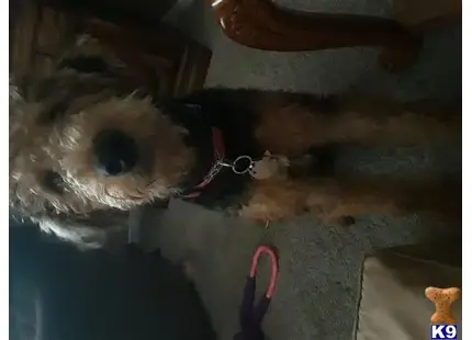 a airedale terrier dog lying on the ground