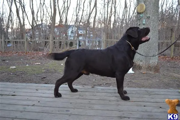 Labrador Retriever stud dog