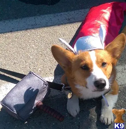 Pembroke Welsh Corgi stud dog