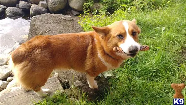 Pembroke Welsh Corgi stud dog