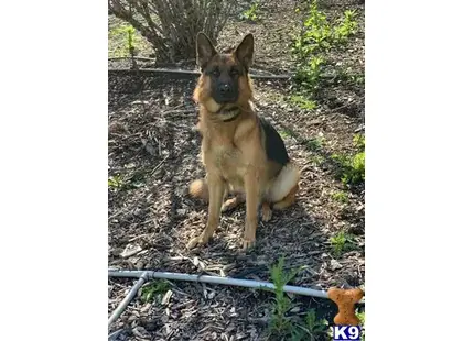 a german shepherd dog sitting on the ground