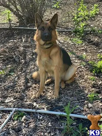 German Shepherd stud dog