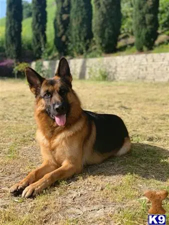 German Shepherd stud dog