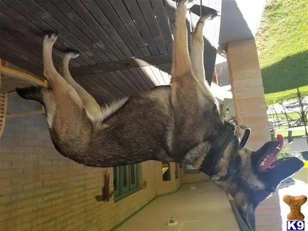 Belgian Malinois female dog