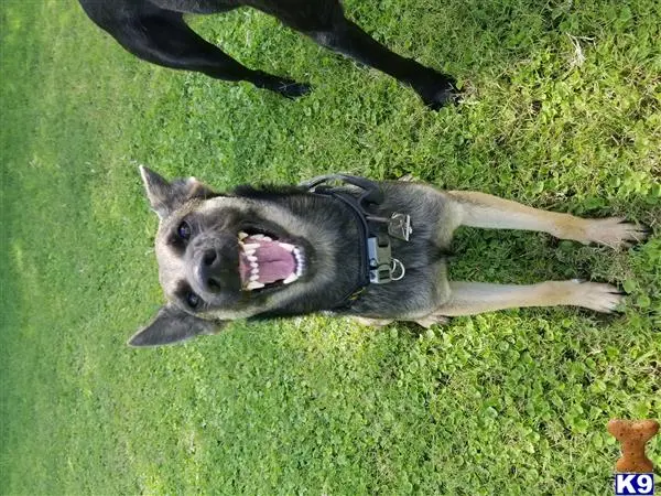 Belgian Malinois female dog