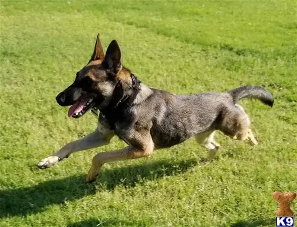 Belgian Malinois female dog