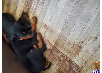 Doberman Pinscher