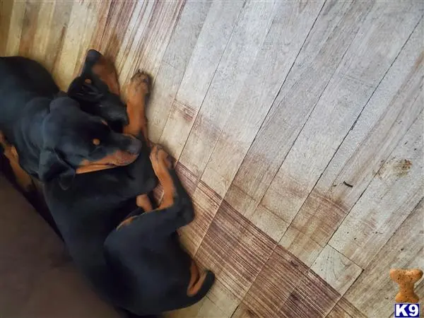 Doberman Pinscher puppy for sale