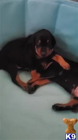 Doberman Pinscher puppy for sale