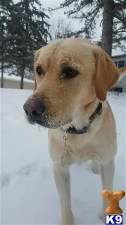 Labrador Retriever stud dog