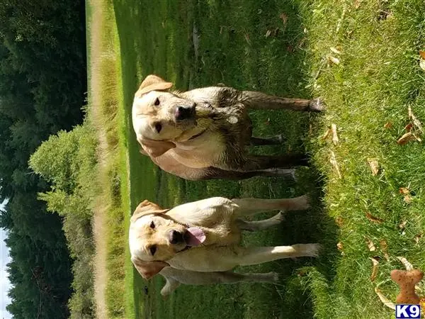 Labrador Retriever stud dog