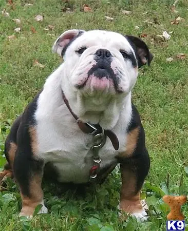 English Bulldog stud dog