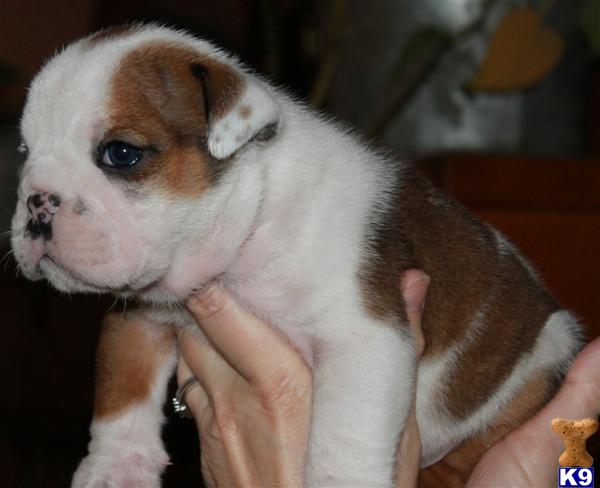 bulldog puppy posted by twocrossranch