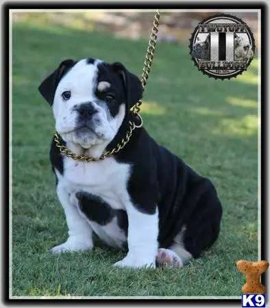 English Bulldog