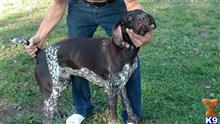 Roscoe available German Shorthaired Pointer puppy located in Canton