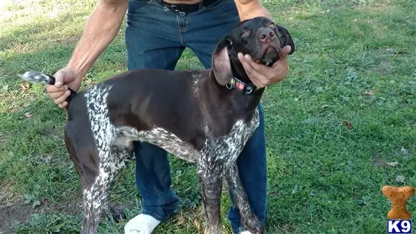 German Shorthaired Pointer stud dog