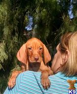 vizsla puppy posted by txnadia