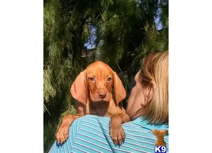 Vizsla