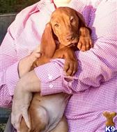 vizsla puppy posted by txnadia