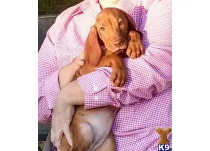 a vizsla dog lying on a blanket