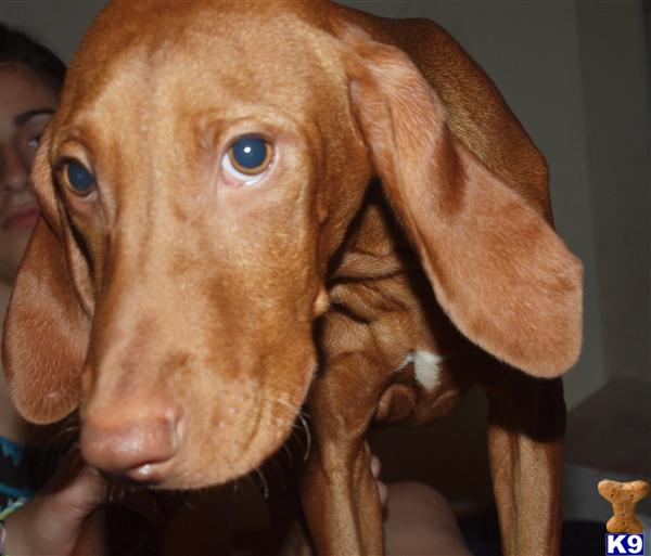 puppies in dallas vizsla puppies for sale in dallas breeds picture puppies in dallas vizsla puppies for sale in dallas breeds picture