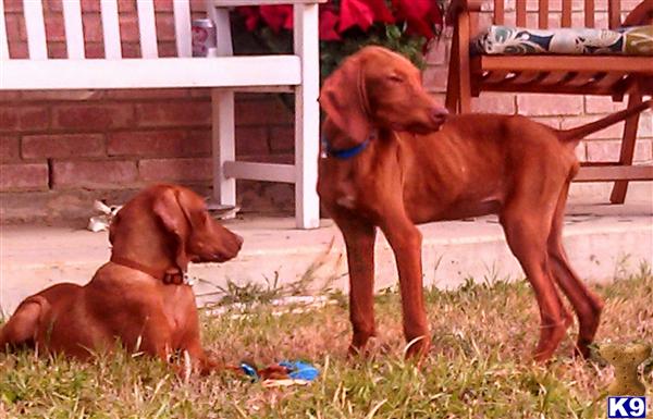 vizsla puppy posted by txnadia