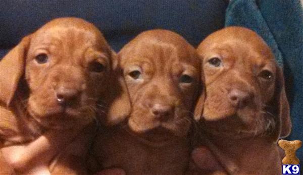 vizsla puppy posted by txnadia