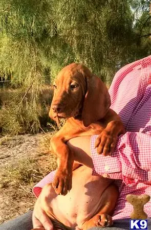 Vizsla puppy for sale