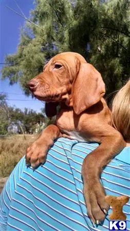 Vizsla puppy for sale