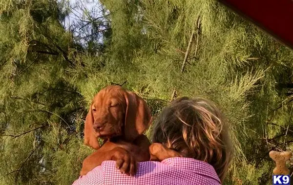 Vizsla puppy for sale