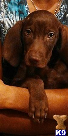 weimaraner puppy posted by txnadia