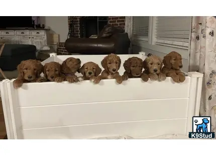 a group of goldendoodles dogs sitting on a couch