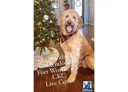 a goldendoodles dog sitting on a wood floor in front of a christmas tree