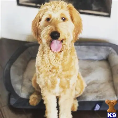 Goldendoodles stud dog