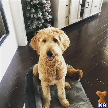 Goldendoodles stud dog