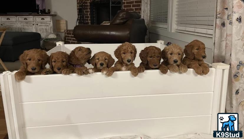 a group of goldendoodles dogs sitting on a couch