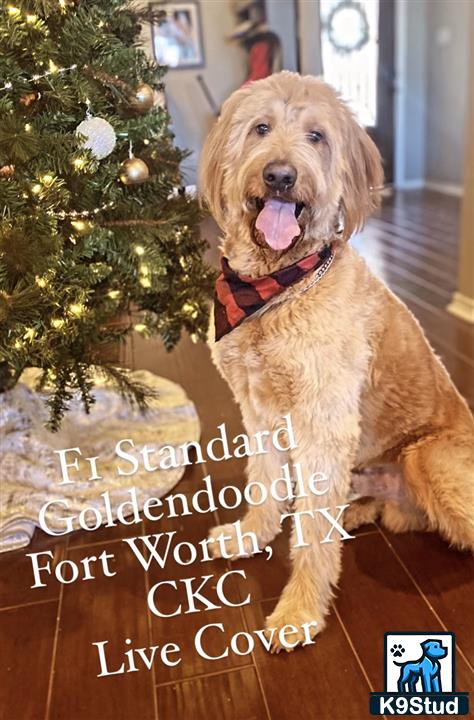 a goldendoodles dog sitting on a wood floor in front of a christmas tree