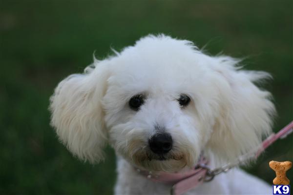 Maltipoo dog