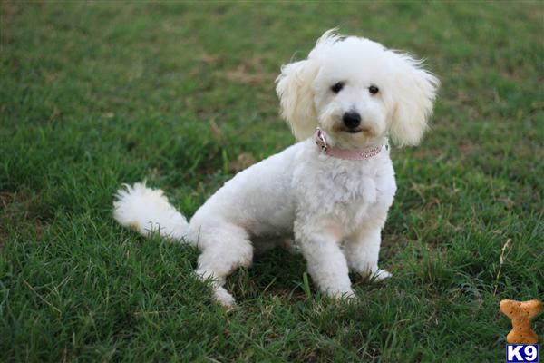 Maltipoo dog