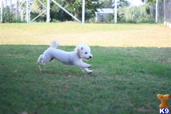 Maltipoo dog