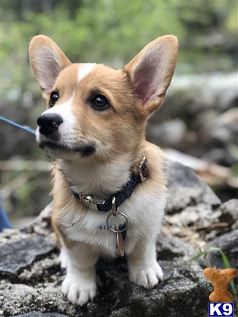 Pembroke Welsh Corgi