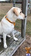 Everette available Labrador Retriever puppy located in SAUCIER