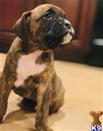 boxer puppy posted by tylergregs0
