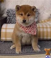 Sam available Shiba Inu puppy located in SPRINGFIELD