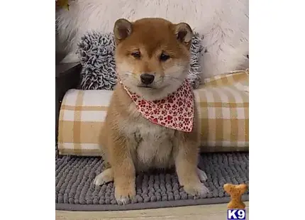 Shiba Inu